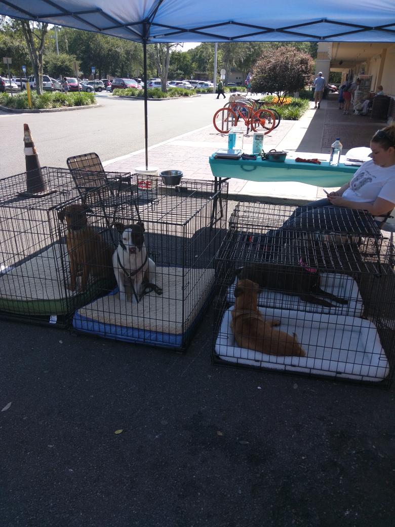 PetSmart tweet media