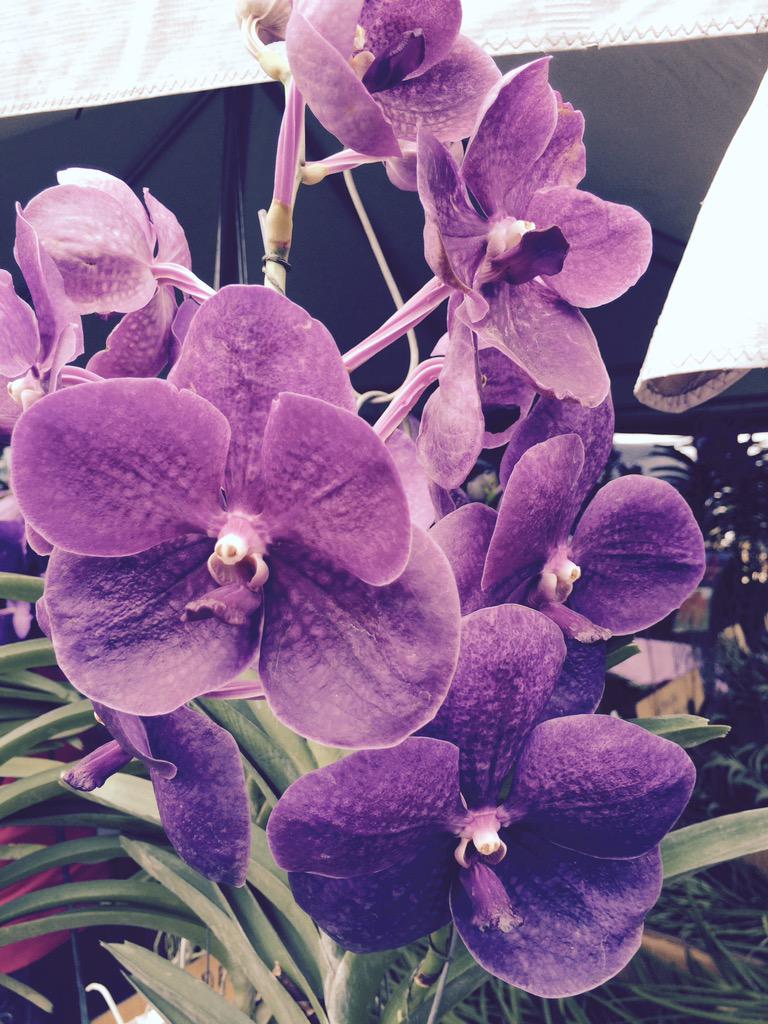 RedlandFL's tweet photo. #redlandfl RT @DLCAVA: Learning about the many varieties of orchids at the International Orchid Festival @fruitnspice http://t.co/GY53RHkLUH
