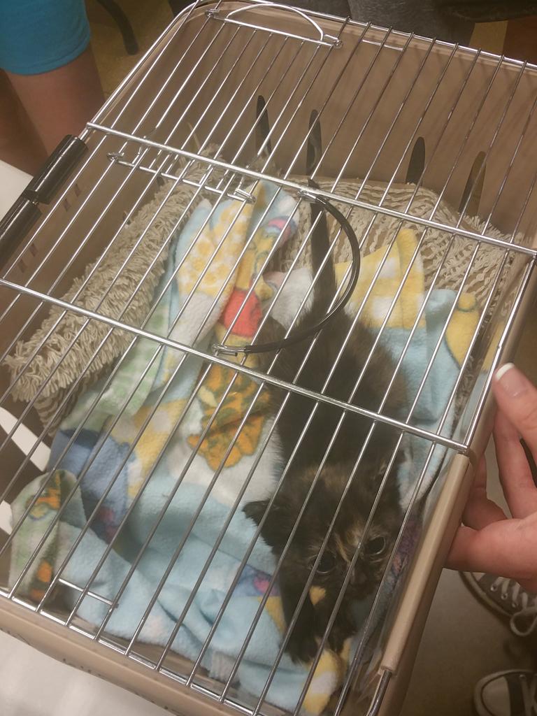 PAWSforAdoption's tweet photo. One of our beautiful bottle babies! She is being cared for by an amazing foster until she is ready for adoption! http://t.co/tv4Ctxde1c