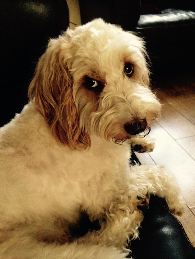 RascalCockapoo tweet picture