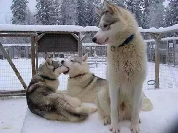 AhmetSevimm's tweet photo. Sende gel kanka üçümüz takılırız sıkılmassın hem http://t.co/a5RPnT6bNA