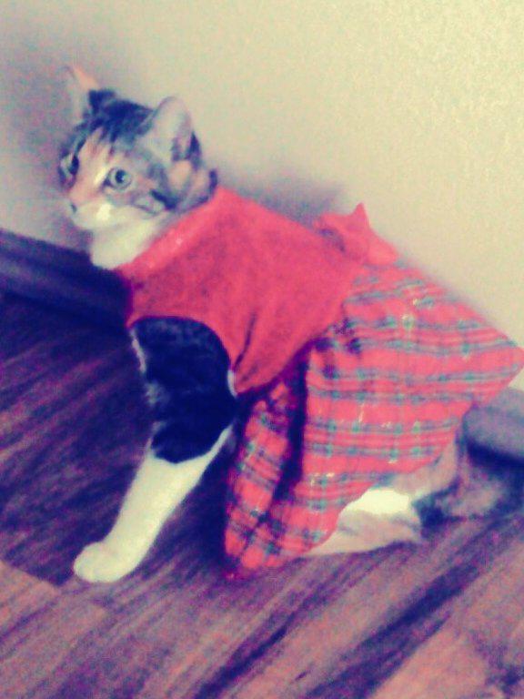//My cat is so much fun to dress up. //