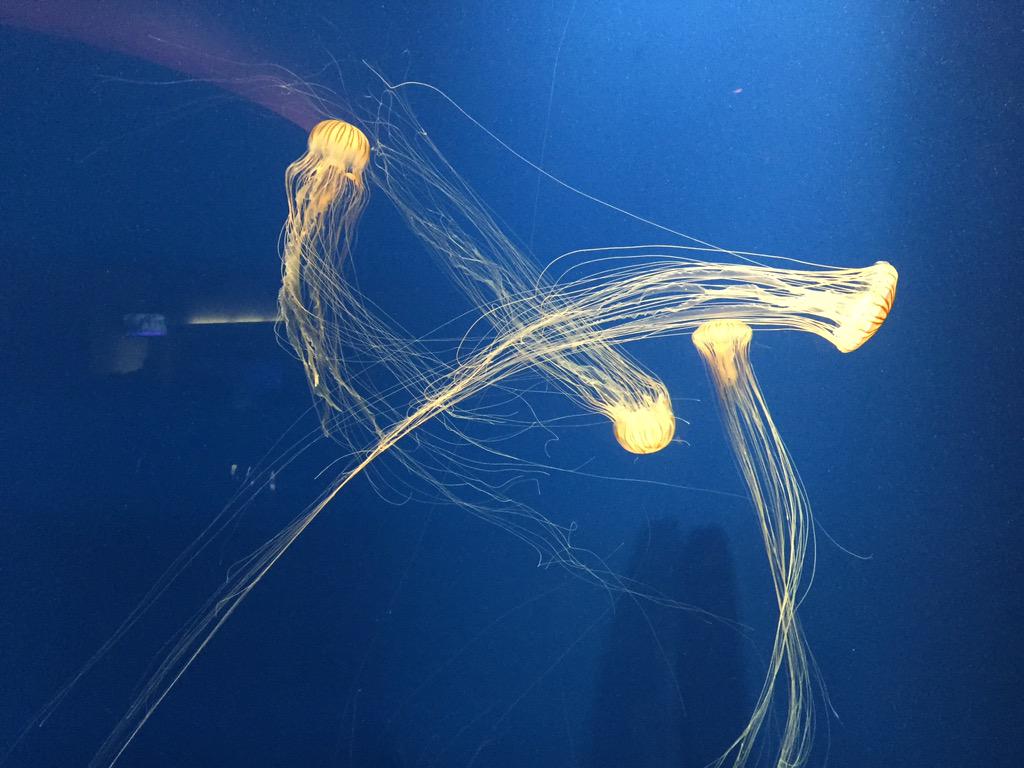JimCollinsFAIA's tweet photo. If at the  AIAConvention go to the Atlanta  Aquarium. Here now and it is fantastic.  A Happy Place full of wonder! http://t.co/0rCoKBlNNv