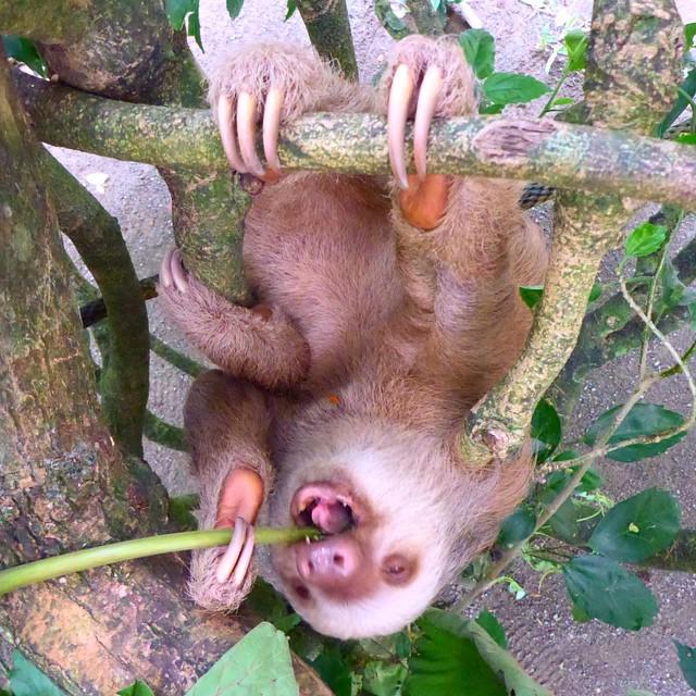 Asianbob's tweet photo. #Costa #Rica #sloth #hangingaround #puertoviejo #igphoto #drunk #happy #tree #animal #sanc… http://t.co/PAxL55FjLa http://t.co/f50UhKFjWA