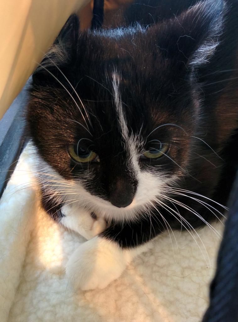 _waggles's tweet photo. I think Litzy is grumpy about her trip to the vet http://t.co/EWTMcw29Di