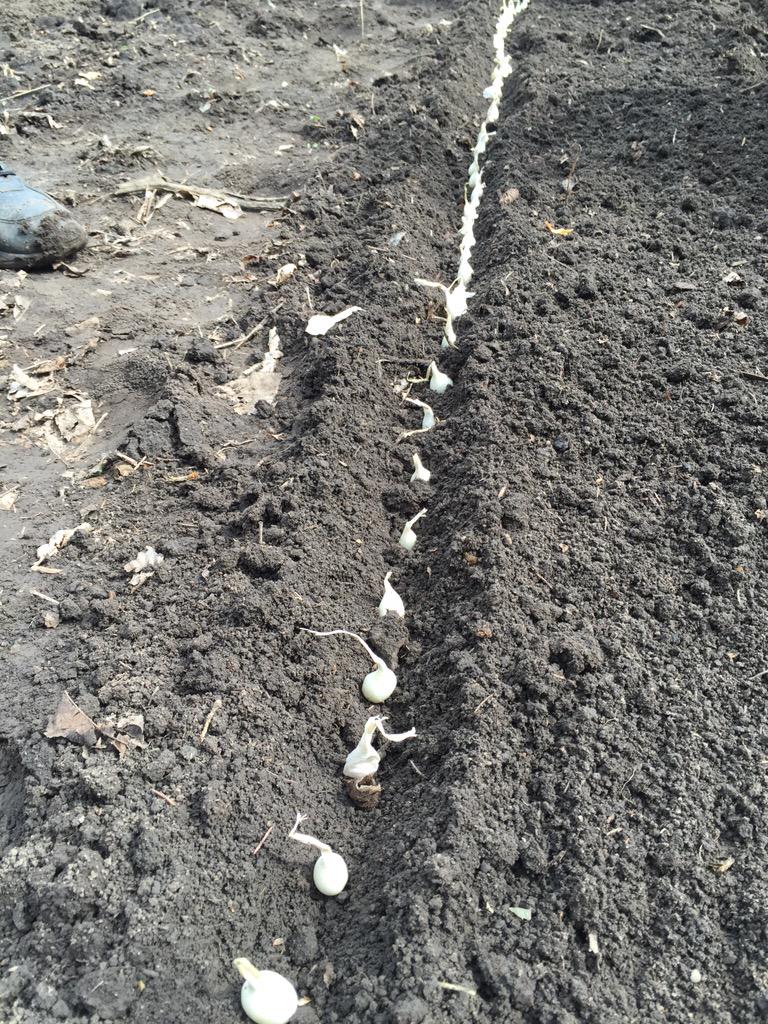 All #foodpatch produce goes to local food shelves in Lakeville and surrounding communities.