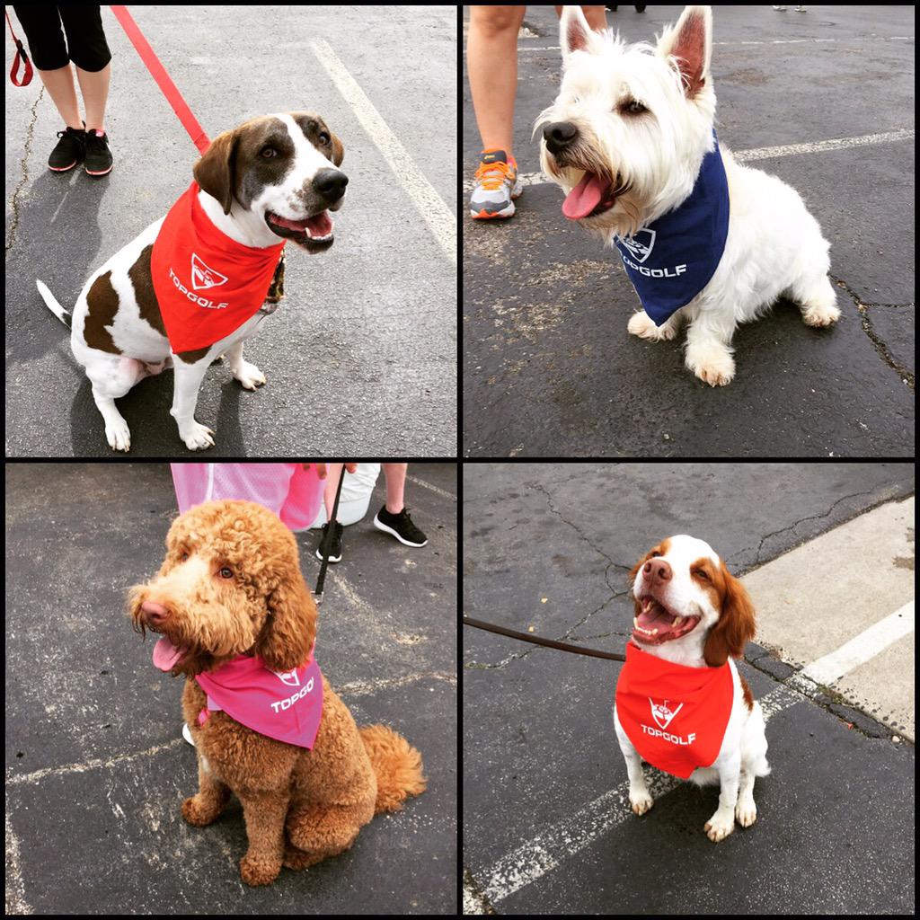 TopgolfDallas's tweet photo. These pups look great in their new #TGswag! @TopgolfDallas &amp; @TopgolfAllen loved meeting all these cuties today! http://t.co/lOufSIPUDz
