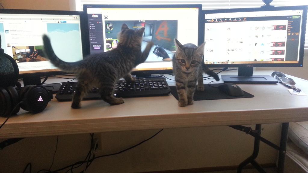 tripifyy's tweet photo. @ImCotyy I got the whole squad watching :D http://t.co/NvEKR3JXSL
