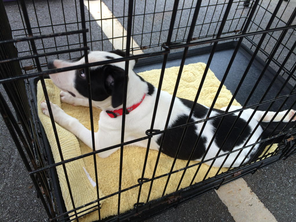 Sally in m. Wilksboro ready for adoption.