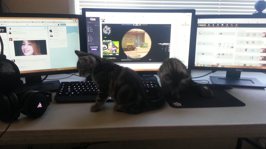 tripifyy's tweet photo. @ImCotyy I got the whole squad watching :D http://t.co/NvEKR3JXSL