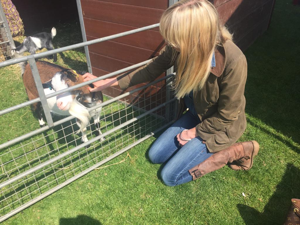 GillPetty's tweet image. Made some goat friends! @ChatsworthHT #eventing #goatfun!