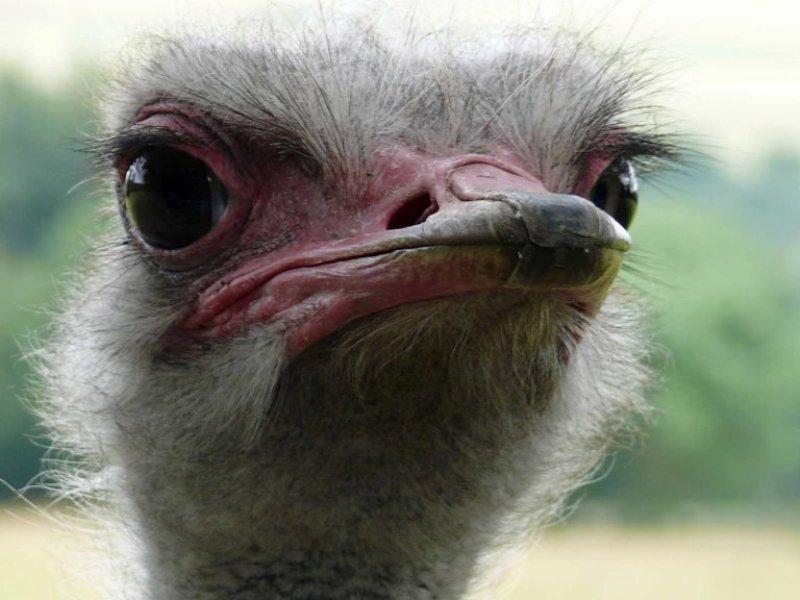 Hen parties can be catered for at Port Lympne with a number of packages including glamping, safaris &amp; fine dining