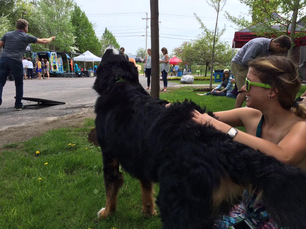 magichat's tweet image. Wilson the Burmese takes a scratch while watching a game of cornhole. Dogs welcome at #Heavyfest!
