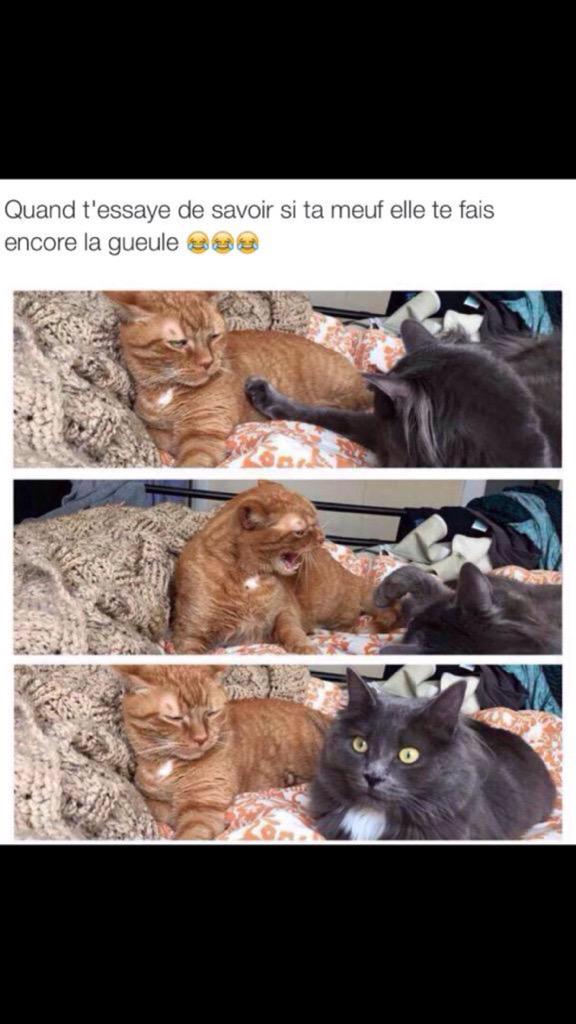 WelcomeToMehdi's tweet photo. Ma meuf elle est comme sa 😂😂😂 http://t.co/ukohL4gDnD
