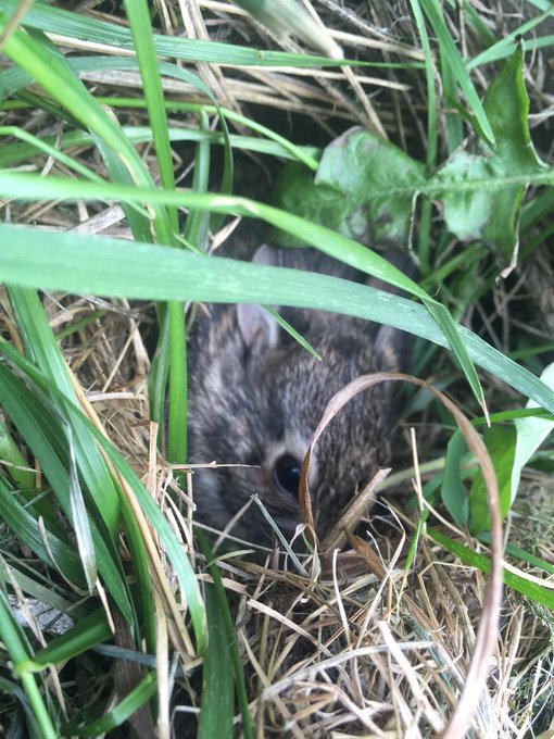 BABY BUNNY http://t.co/6QasbYoHNK<a href="/tag/younow"class="tags"><span>#younow</span></a>