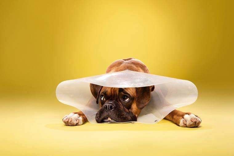 BoxerKennel's tweet photo. #BoxerBreed
🐾 http://t.co/zdtQU3eHtX 🐾
#BoxerDog
#BOXER #BoxerLove #Boxers #Dogs #ILoveMyBoxer #BoxerLover #DogShow
🐾 http://t.co/U1s7ezxr7o