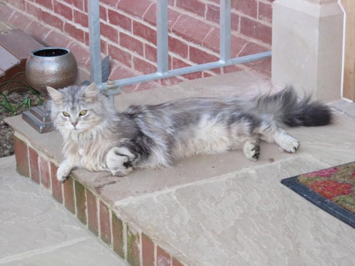 TrackingCats's tweet photo. #Missing grey #cat from Rendlesham, #Woodbridge, UK. https://t.co/WA4vfglTm6 Plz RT