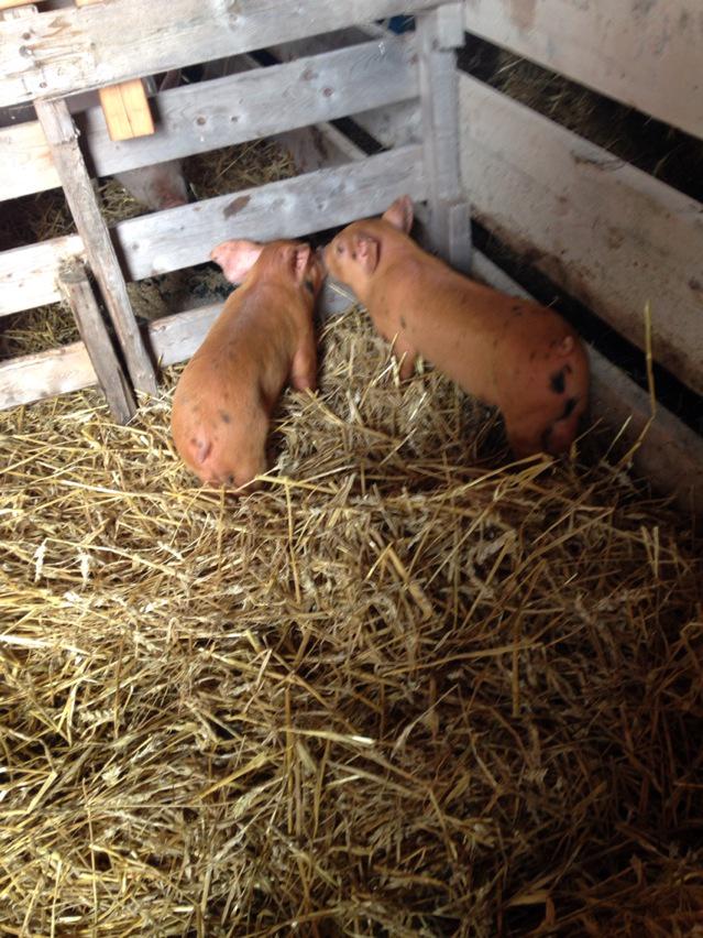 RodneyJanz's tweet photo. Family farm back in action http://t.co/lB0qALSjtK