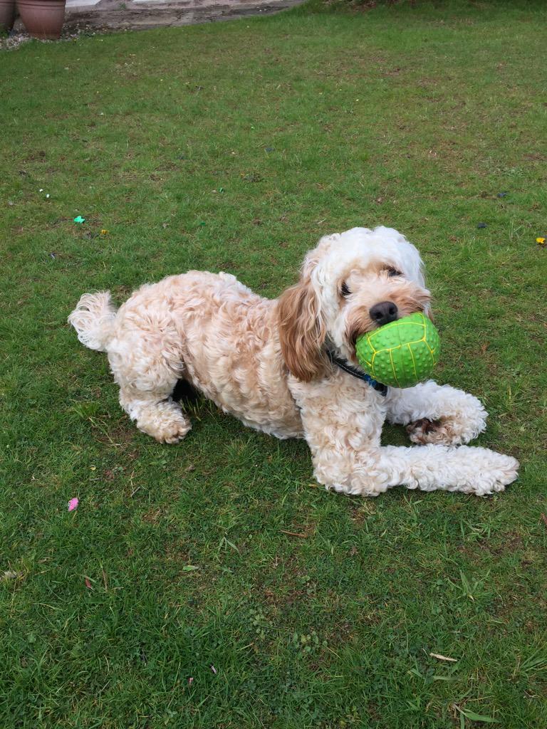 DynoCockapoo's tweet image. I've had a great day in the sun today! 😆