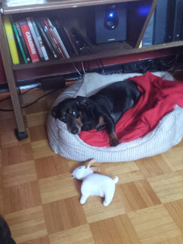 subjectsinclair's tweet image. Band dogs got your goat!