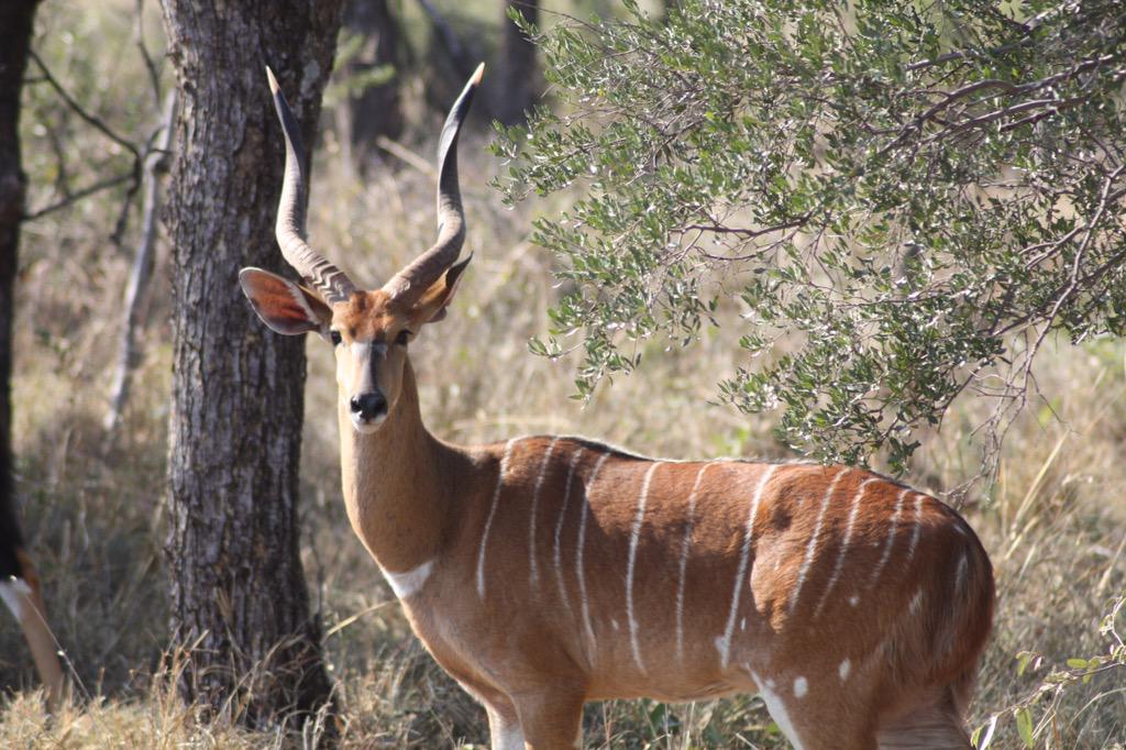 Calali Game Breeders tweet media