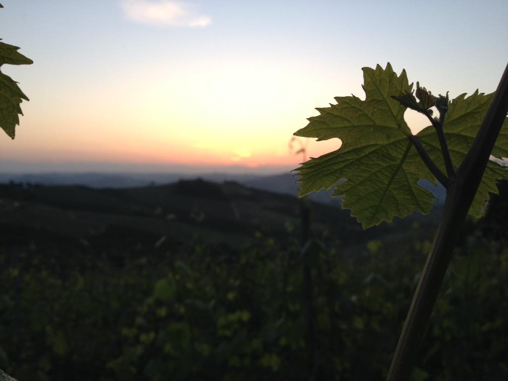 cascinadelleros's tweet photo. #Langhe #sunset http://t.co/3O4iuAGiR5