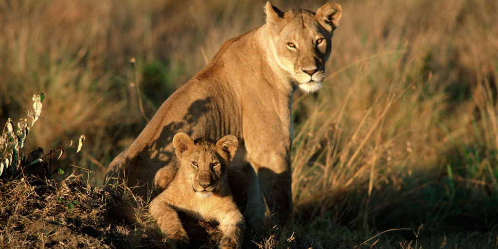 DiscoveryUK's tweet image. NEWS: conservationists call on airlines to refuse shipments of animals killed for trophies: bit.ly/1EOrjz8