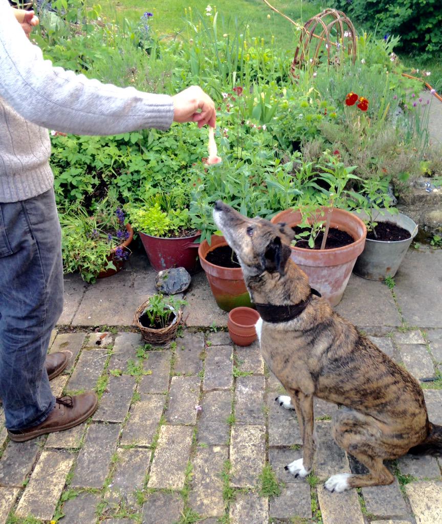 silverpebble's tweet photo. STOP...

...ham time

#dogscanlookup http://t.co/0qZ9HLZrlt