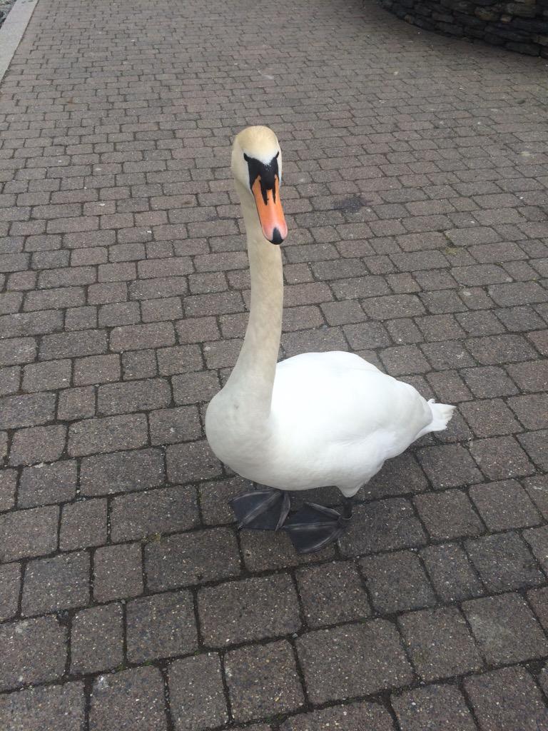 Our swan friend at Windermere row! #N07js #groceryaid #windermererow