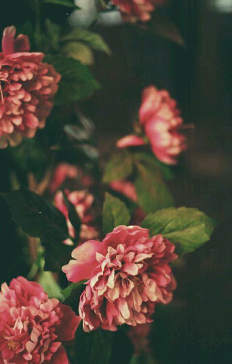 TheBelleOne's tweet photo. Flores del castillo. http://t.co/96Mk8U2Pxf