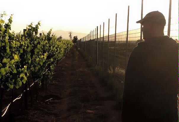 FlyingLeapWines's tweet photo. #AZWinemaker Marc Moeller walking the fields of our #azvineyard. Meet Marc in our #Willcox tasting room this weekend http://t.co/ca74H4w6MM