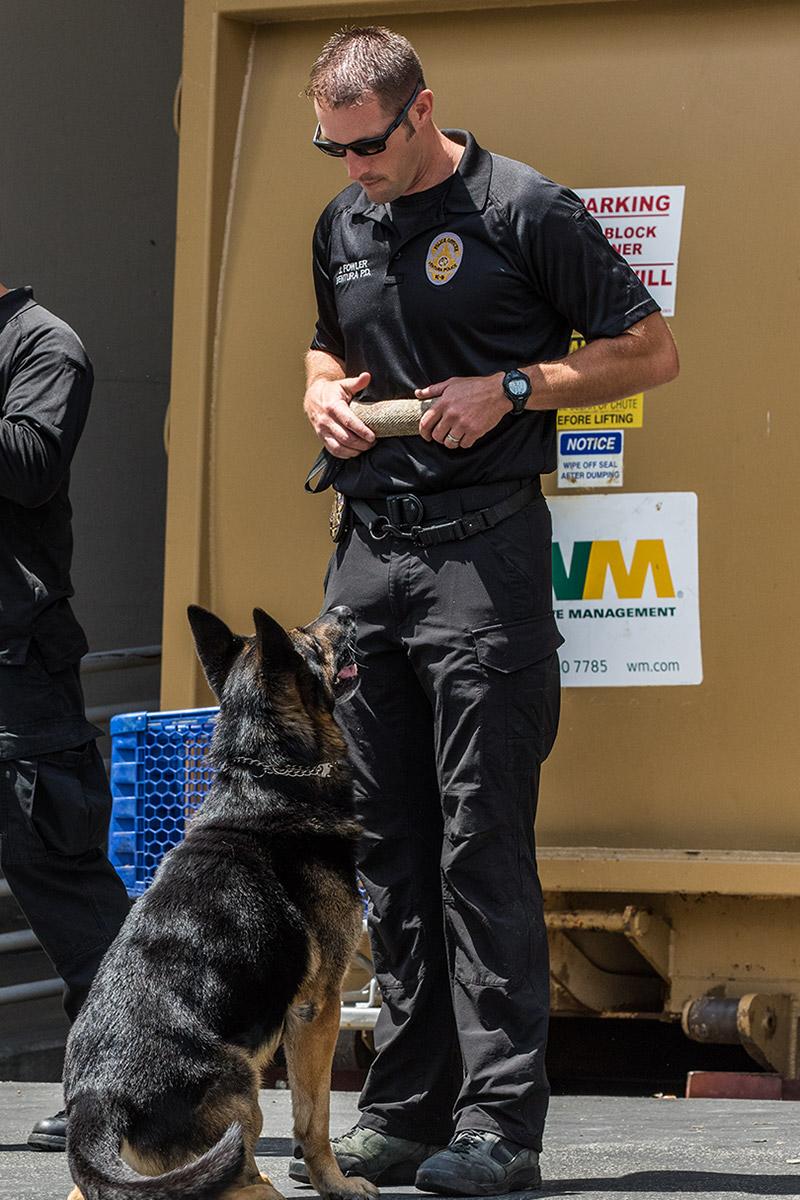 4perf35's tweet photo. .@vpdk9 #K9 #Migo focused on his handler at the #VenturaPD Community Law Enforcement Day event.
#PoliceK9 #workingdog http://t.co/AGonmrq0AL
