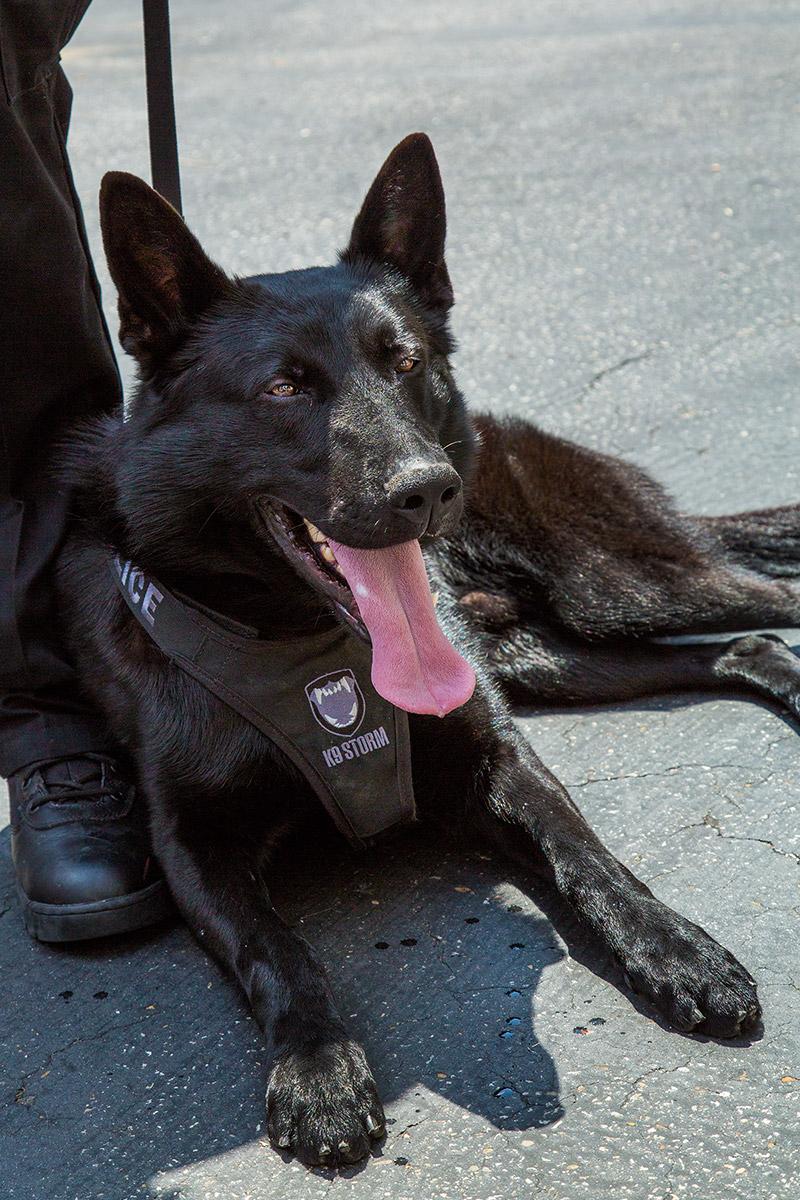 4perf35's tweet photo. .@vpdk9 #K9 #Rover happy &amp; ready to meet the public at the #VenturaPD Community Law Enforcement Day event.
#PoliceK9 http://t.co/vETWyXnE86