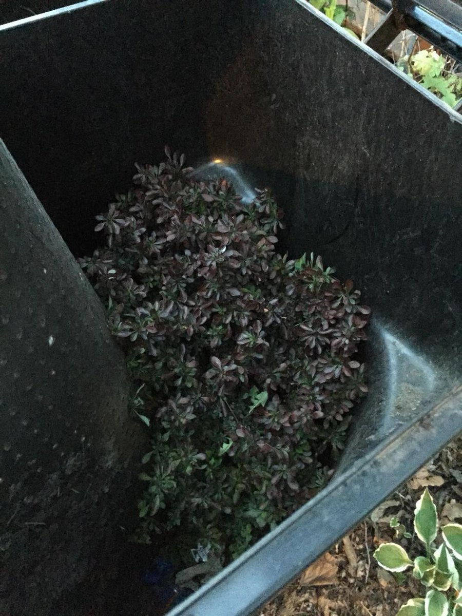 robgin's tweet image. See that? It's my barberry in the trash! Thank u Dr. Cathy McGlynn for teaching me #nativelandscaping.