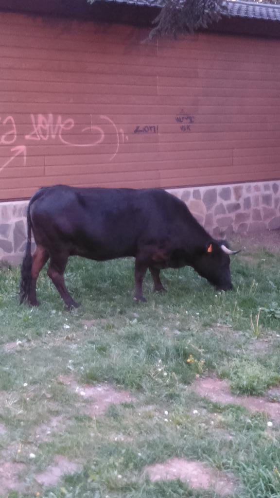 Pablo92CL's tweet photo. Hoy he visto más animales salvajes k en todo el año... 
#Romeríamayo http://t.co/vEUNprCAg8