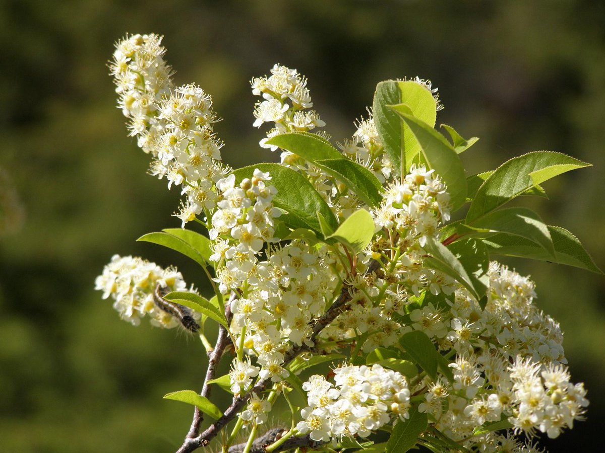 NaturesYear's tweet photo. Enjoy heady smells of spring this wknd along rail-trails @kawarthaNOW #ptbo Esp. Lilac, Choke Cherry &amp; Balsam Poplar http://t.co/g6R4KIJ7Wf