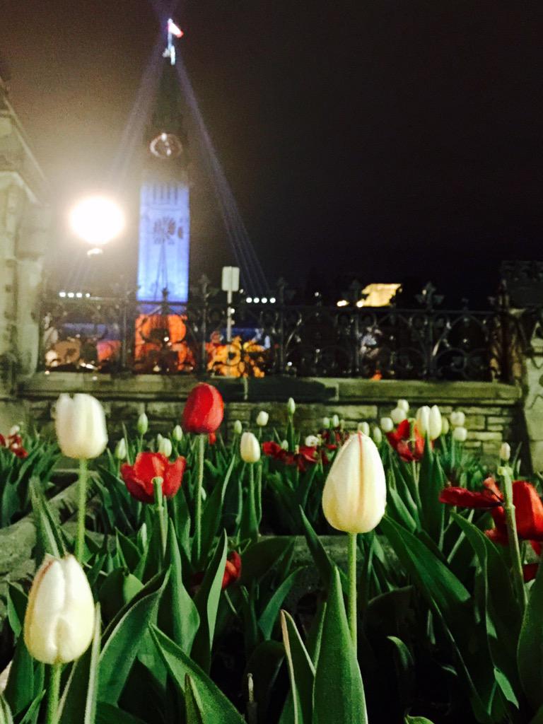 ottcondonetwork's tweet photo. Gotta love the tulip festival! #Ottawa #TulipFever #Parliament http://t.co/76vRA6nQMZ