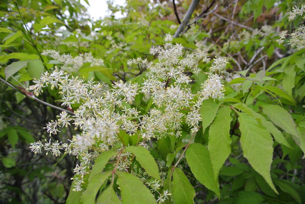 Kuma アオダモが開花 バットの材料として有名なアオダモ この木は毎年開花せず ある年に一斉に開花する 今年は野幌森林公園でもあちこちのアオダモが開花している 季節の進みも早いので この葉を食べるウラキンシジミ幼虫の落下傘降下も始まりそう