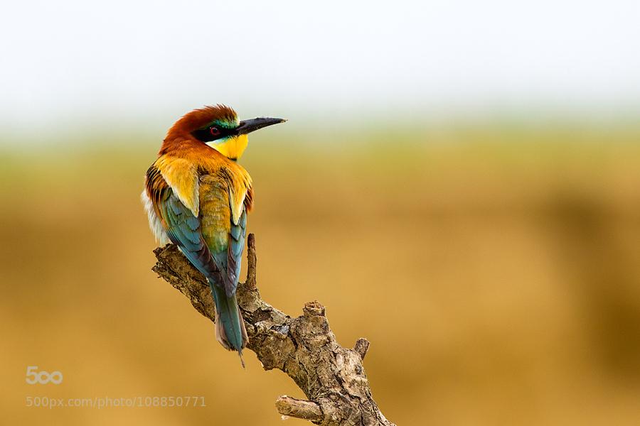 CoverGap's tweet photo. #Colors by simonebolognini - http://t.co/1ZjkKlgE0v #Birds #NaturalLight #Nature #Wing http://t.co/X3xp8mmYZk