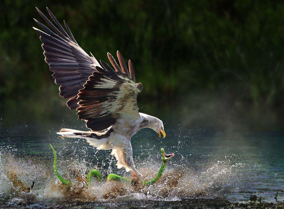 AwesomeEarthPix's tweet photo. Taken in Right Moment, Eagle Catches Snake | Photography by ©Miu Anthny Kwok http://t.co/S64gvia3Kn