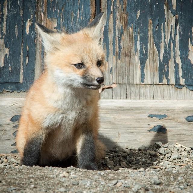SummitDailyNews's tweet photo. Baby foxes are being spotted all over @gobreck. This one snagged by @jenisej #exploresummit #babyanimals #wildlife http://t.co/FmomtEcDsq
