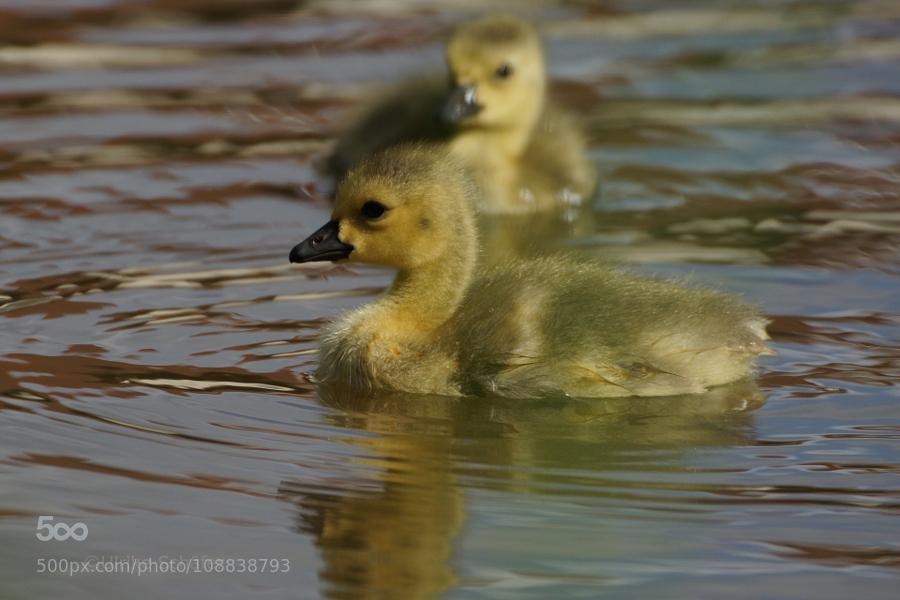 Two by UlrikeSchaefer - covergap.com/two-by-ulrikes… #BrantaCanadensis #CanadaGoose #CanadaGosling #Cute #Fluffy