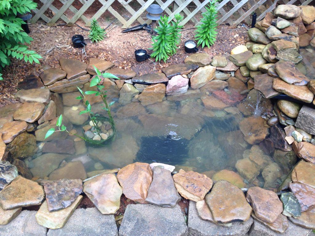 andyadzima's tweet image. Clean pond = happy Andy #backyardprojects