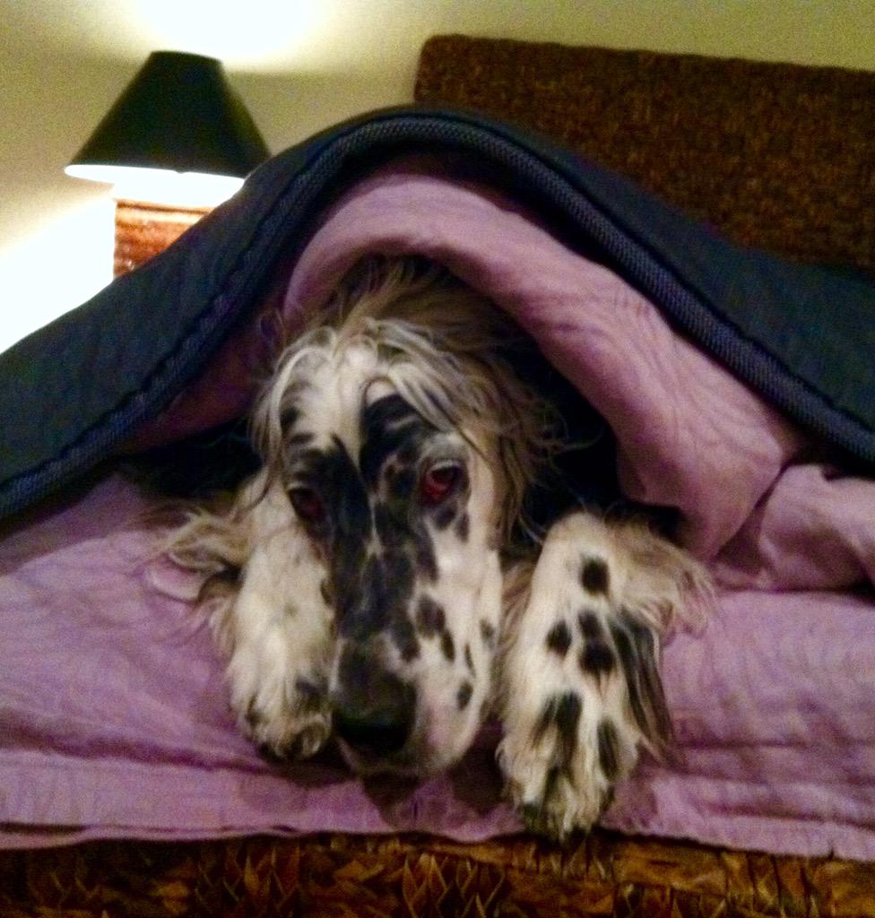 bbgun007's tweet photo. It's Almost Bedtime.. Guess How I know That? ☝️😊🐶 http://t.co/sbOcOVlVXq