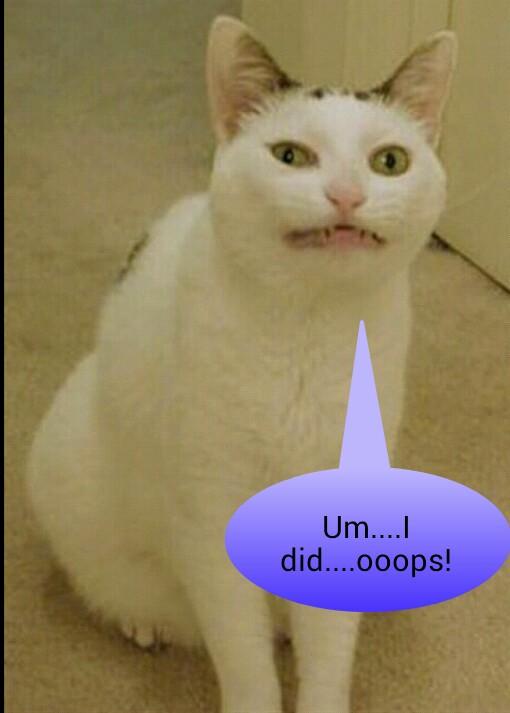 loreleibrooks's tweet photo. Who let the dogs out?..... http://t.co/A8D5t0NWF5