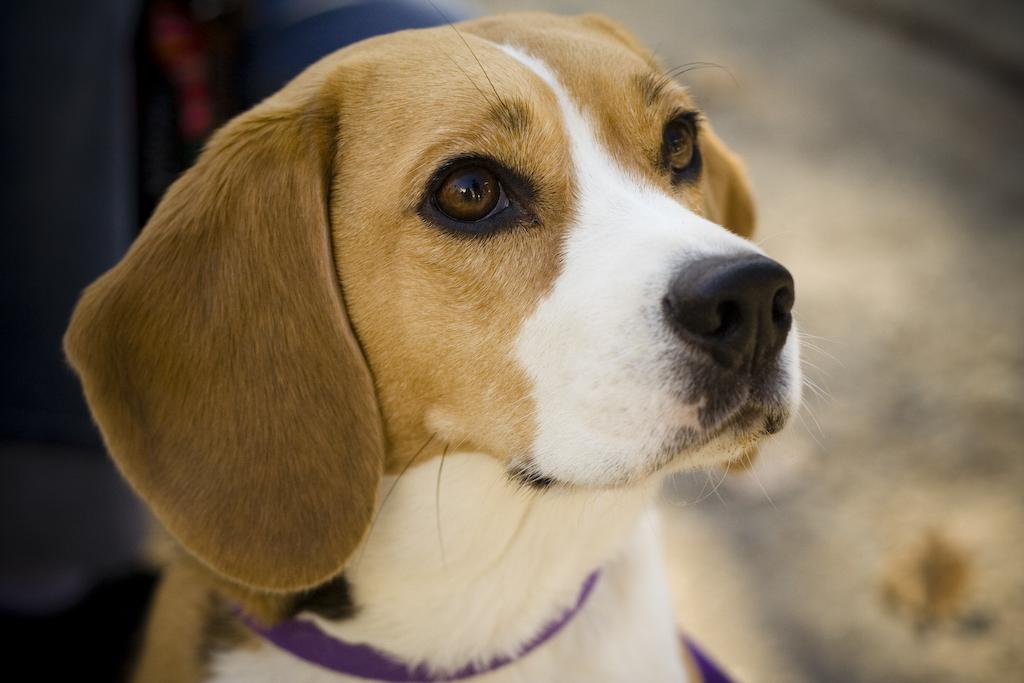 Crisptonite's tweet photo. lo que daria por tener un beagle ayyy http://t.co/MGIpy5F8Xi
