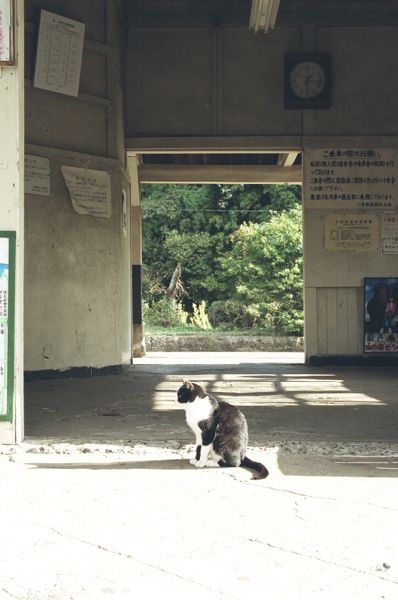 catlover tweet media