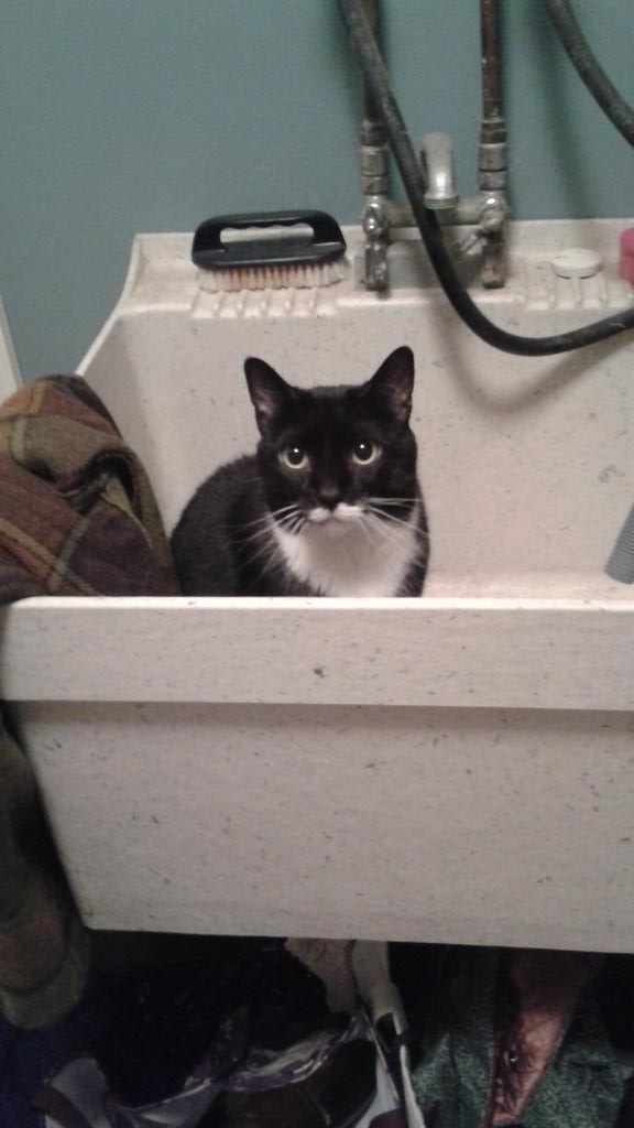 transcloudie's tweet photo. Pssst look at my cat http://t.co/Oj4MtzdHpz