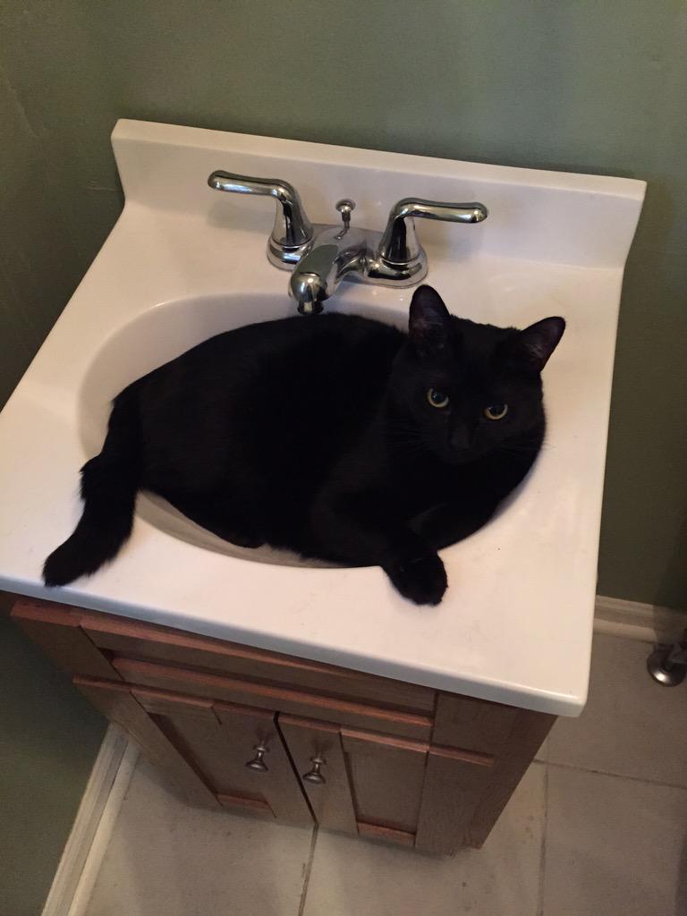 TeelaWild's tweet photo. @transcloudie Cats in sinks! http://t.co/IF0G3QHD9V