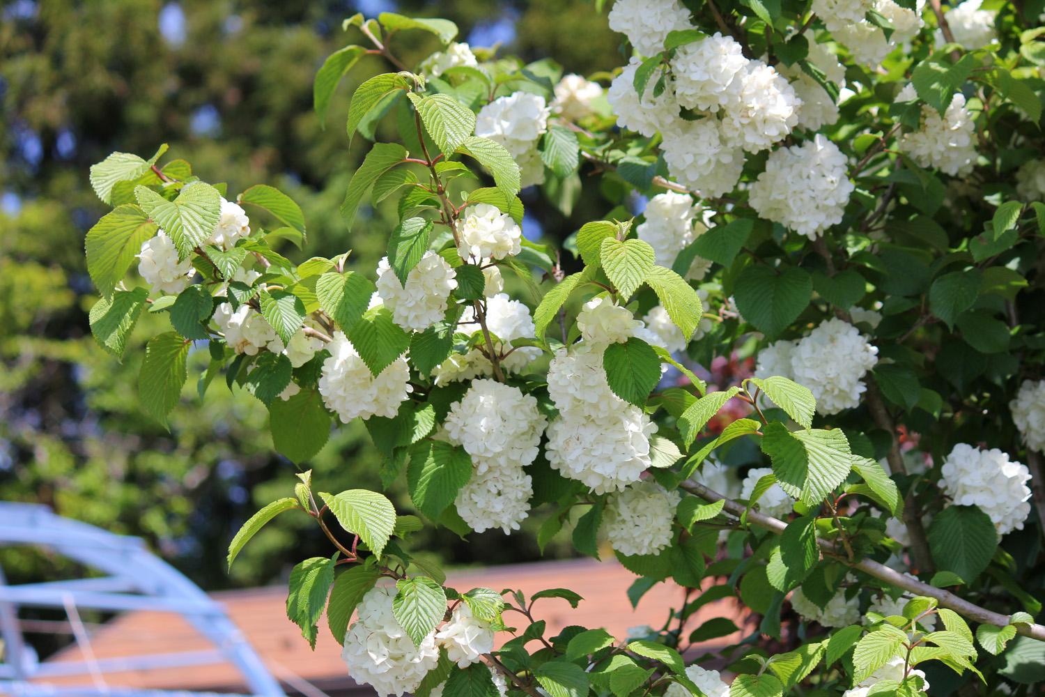 ガーデンミュージアム比叡 京都 比叡山 花 園内ではオオデマリ テマリカンボク が見頃 見た目はそっくりですが葉っぱで見分ける事ができます オオデマリは丸いタマゴ形の葉ですが テマリカンボクはカエデの葉の様な形をしています オオデマリ ガーデンミュージアム比叡 京都 比叡山 花 園内ではオオデマリ テマリカンボク が見頃 見た目はそっくりですが葉っぱで見分ける事ができます オオデマリは丸いタマゴ形の葉ですが テマリカンボクはカエデの葉の様な形をしています オオデマリ